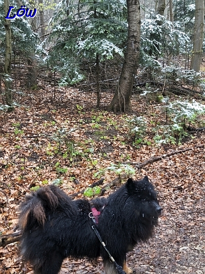 10.4.2026 - Auf Howie sind Flocken gelandet